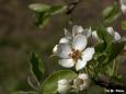 Apfelblüte (Kulturapfel - Malus domestica)