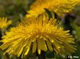 Gewöhnliche Löwenzahn (Taraxacum)