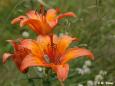 Feuer-Lilie (Lilium bulbiferum) am Geising (Altenberg)
