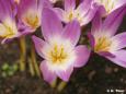 Herbstzeitlose (Colchicum autumnale)