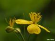Schöllkraut (Chelidonium majus)