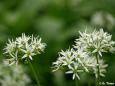 Bärlauch (Allium ursinum)