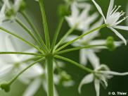Bärlauch (Allium ursinum)