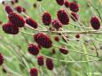 Große Wiesenknopf (Sanguisorba officinalis)