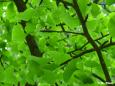 Ginkgo (Ginkgo biloba)