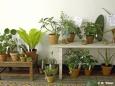 ENEDAS Pflanzenladen 2009