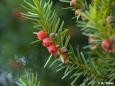 Eibe (Taxus baccata)