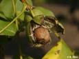 Echte Walnuss (Juglans regia)