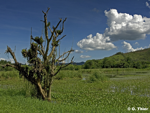 Regua-Wetland