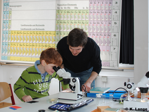 Wasserflöhe in Aktion